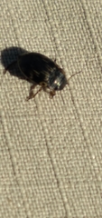 Leconectes striatellus