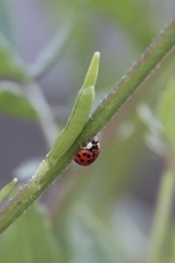 Harmonia axyridis