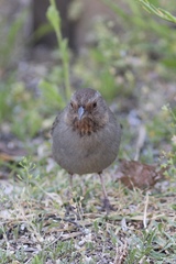 Melozone crissalis
