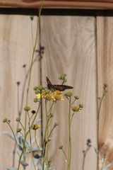Danaus plexippus