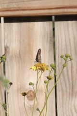 Danaus plexippus
