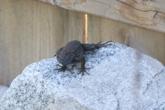 Sceloporus occidentalis
