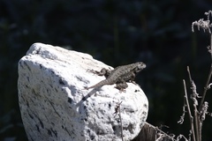 Sceloporus occidentalis