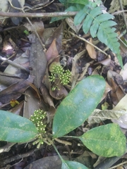 Dendropanax laurifolius