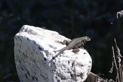 Sceloporus occidentalis