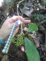 Dendropanax laurifolius