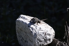 Sceloporus occidentalis