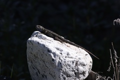 Sceloporus occidentalis