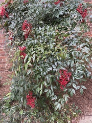 Nandina domestica