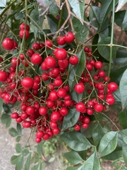 Nandina domestica