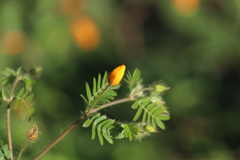 Kallstroemia grandiflora
