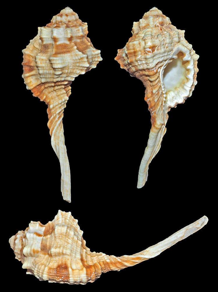 Ranularia exilis