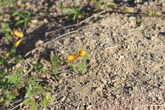 Kallstroemia grandiflora
