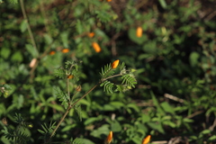 Kallstroemia grandiflora
