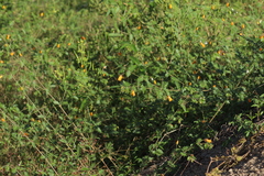 Kallstroemia grandiflora