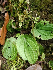 Phyllagathis elattandra