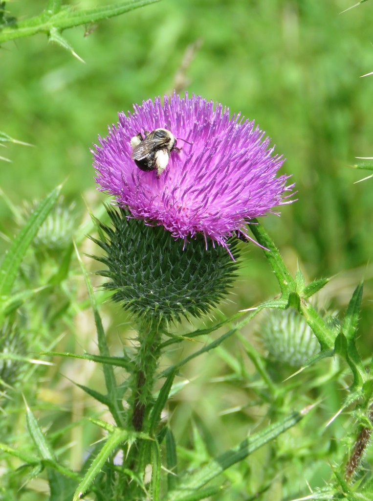 Bull Thistle from 431 E Rd, Milton, VT 05468, USA on August 9, 2016 at ...