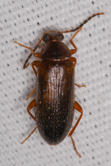 Mycetochara