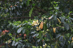 Magnolia chapensis