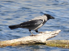 Corvus cornix sharpii