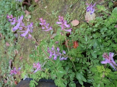 Corydalis sheareri