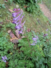 Corydalis sheareri