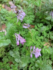 Corydalis sheareri