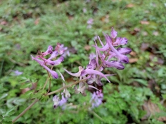 Corydalis sheareri
