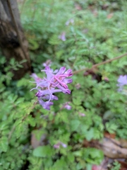 Corydalis sheareri