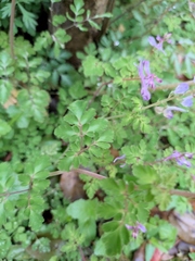 Corydalis sheareri