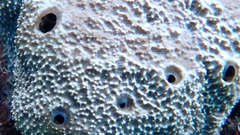 Irciniidae