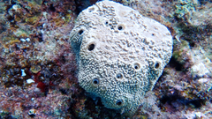 Irciniidae