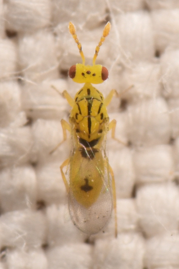Parasitoid wasp