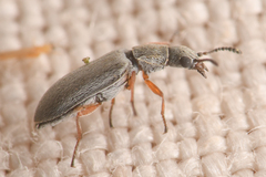 Vecturoides pseudonycha