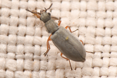 Vecturoides pseudonycha