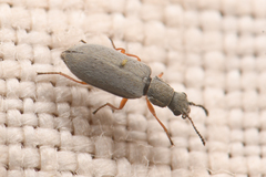 Vecturoides pseudonycha