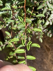 Pellaea andromedifolia pubescens