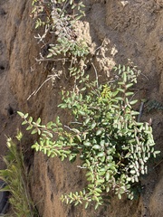 Pellaea andromedifolia pubescens