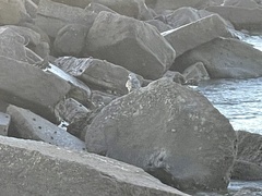 Calidris virgata