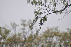 Poecile atricapillus