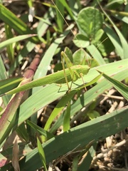 Phaneroptera gracilis