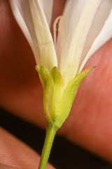 Calystegia macrostegia tenuifolia