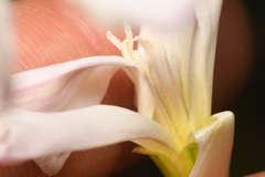 Calystegia macrostegia tenuifolia