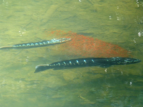 Giant snakehead (Channa micropeltes) — Channidae — 5