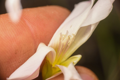 Calystegia macrostegia tenuifolia