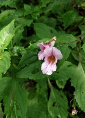 Impatiens oxyanthera