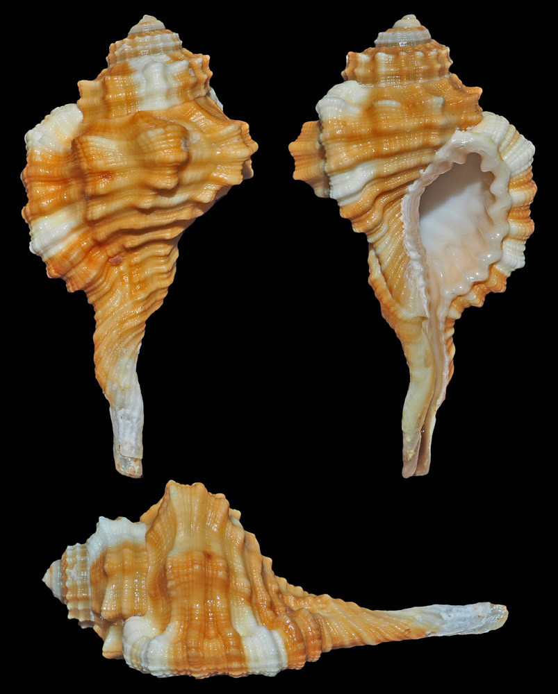 long-neck triton