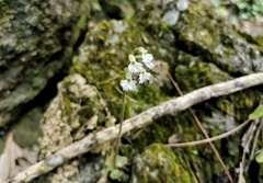 Cheirostylis yunnanensis