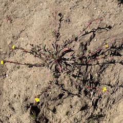 Camissoniopsis hirtella