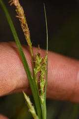 Carex triquetra